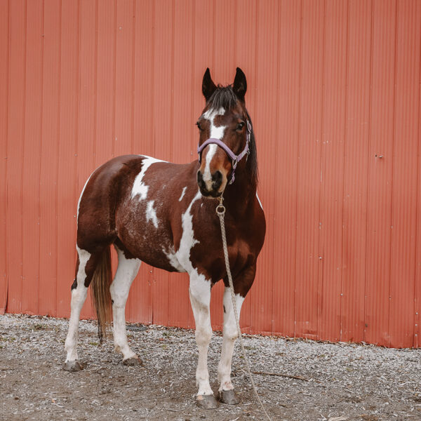 Humberstone Ranch Port Colborne