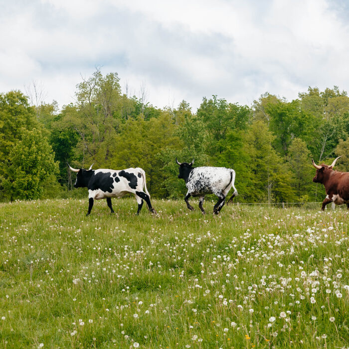 Cows