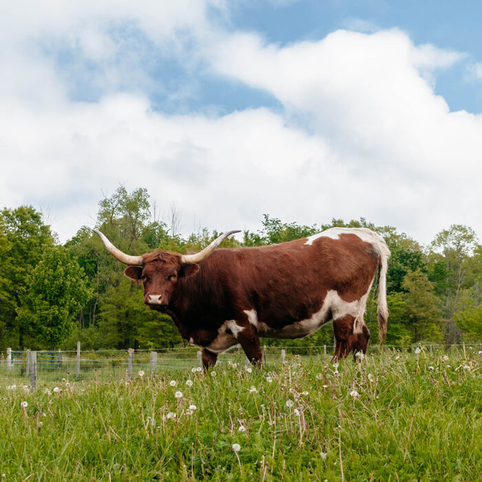 Cows