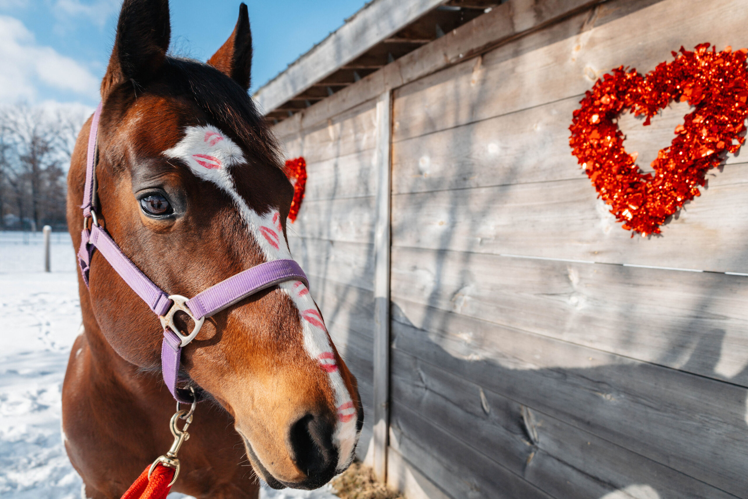 horse valentines day