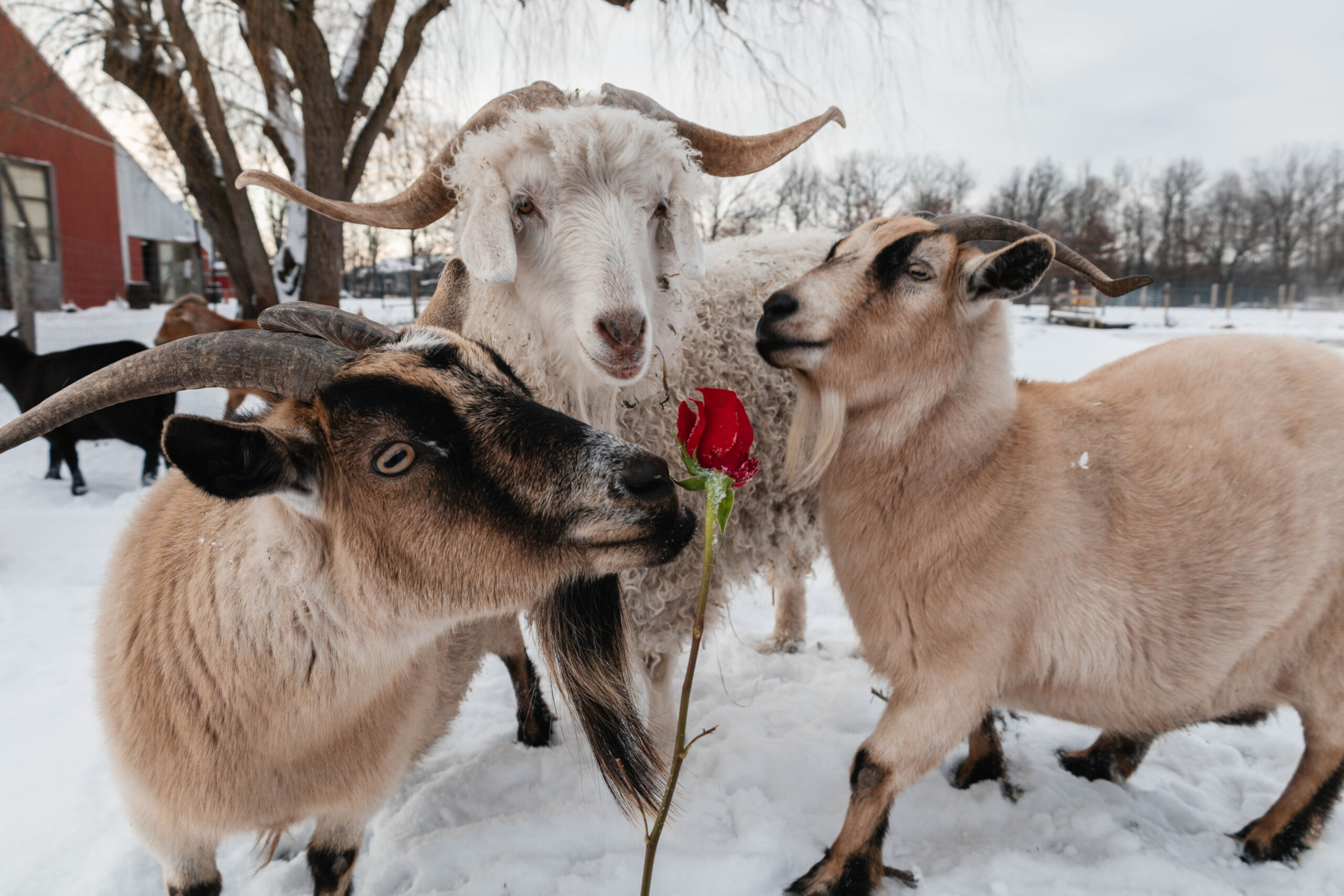 Three goats are standing in the snow, gathered around a single red rose. The goat on the left is light brown with dark markings on its face and has large, curved horns. The middle goat has long, curly white fur and a pair of curved horns, gazing at the camera. The goat on the right is tan-colored with dark facial markings and smaller, backward-curving horns, appearing curious about the rose. A barn and other goats can be seen in the background, adding to the winter farm setting.